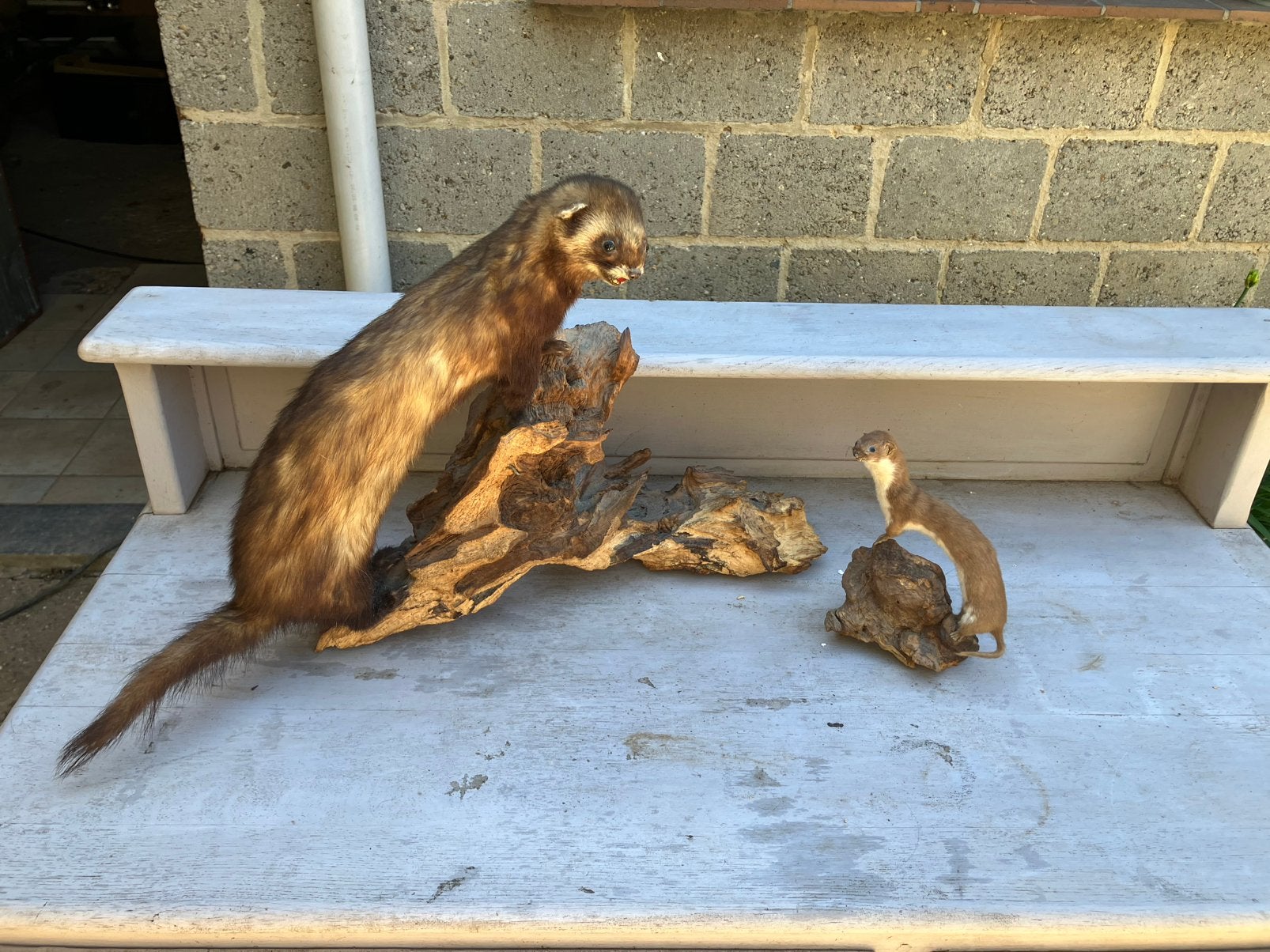 Opgezette dieren, Ophalen, Gebruikt, Opgezet dier