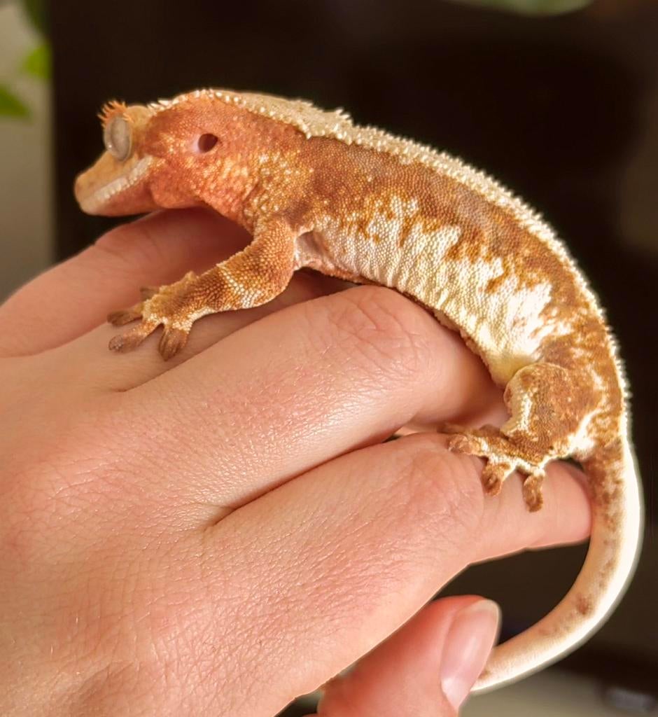 Wimpergekko vrouw, 2 jaar oud LW-Red