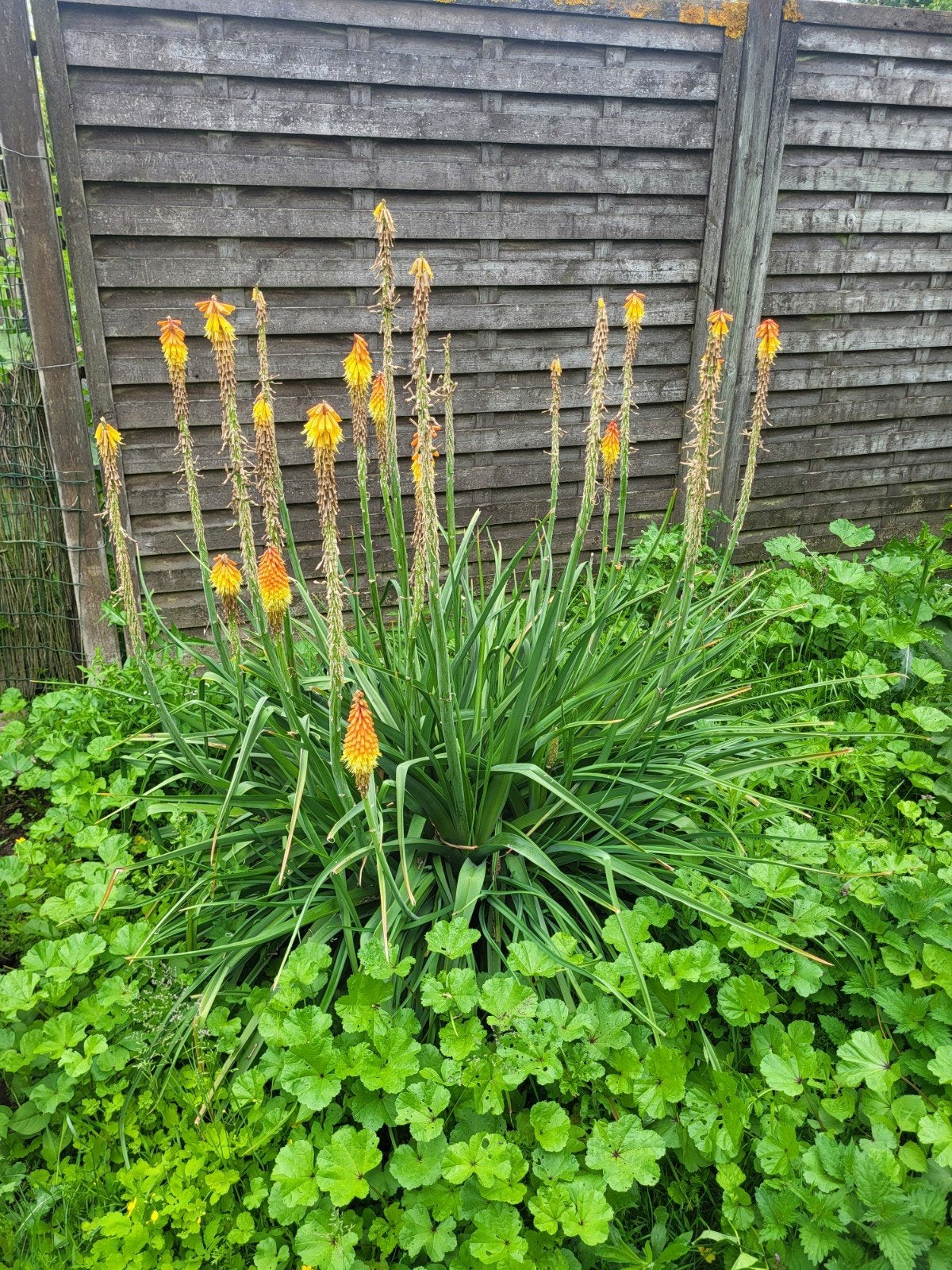 Grote vuurpijl / fakkellelie, Ophalen