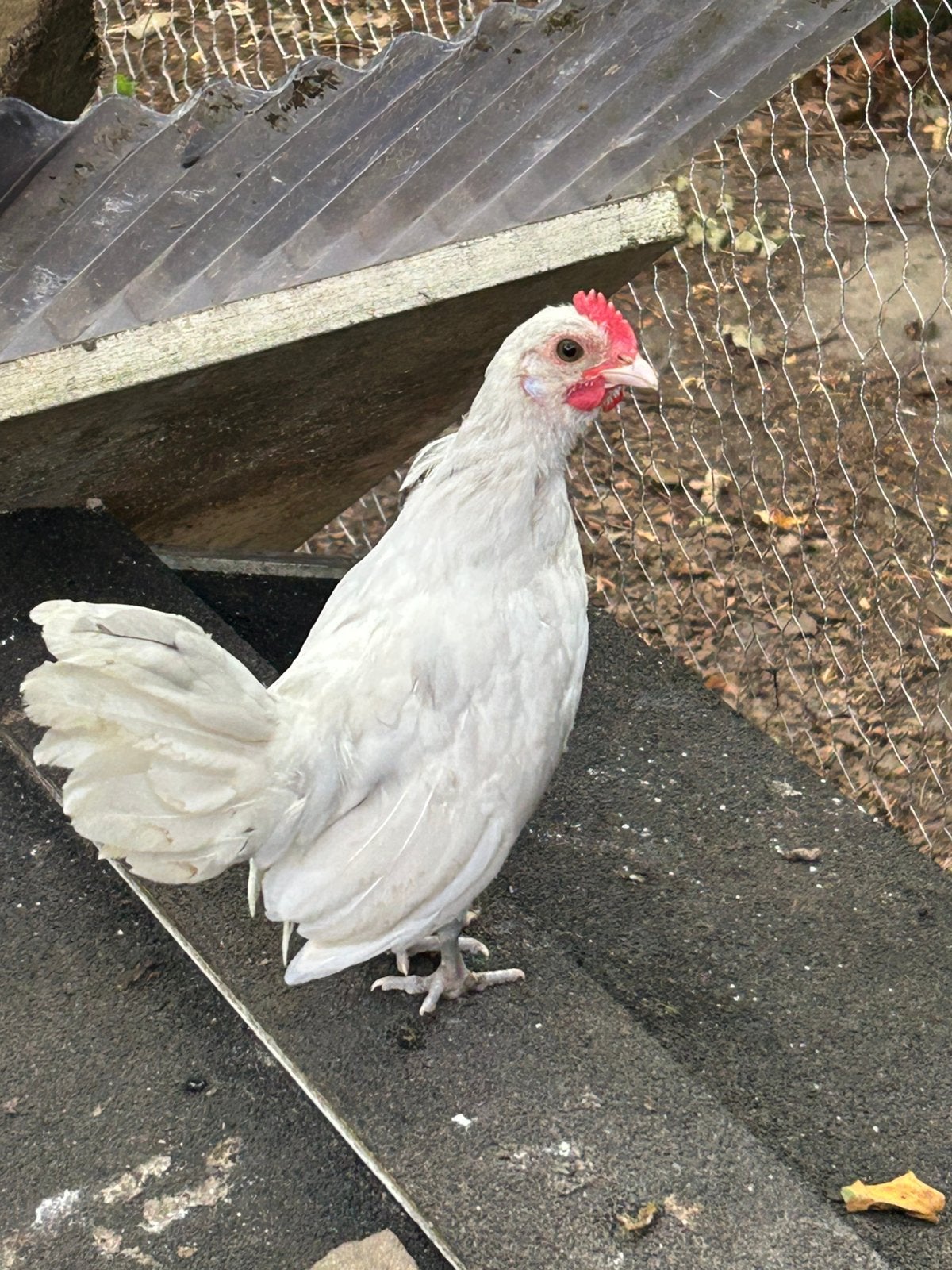 Jonge Hollandse kriel en chabos, Dieren en Toebehoren, Pluimvee