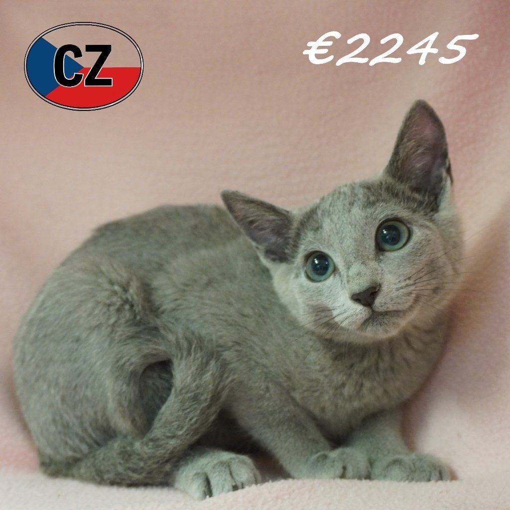 Russisch Blauw – Elegante vrouwelijke kittens, Dieren en Toebehoren, Katten en Kittens | Raskatten | Korthaar, Meerdere dieren