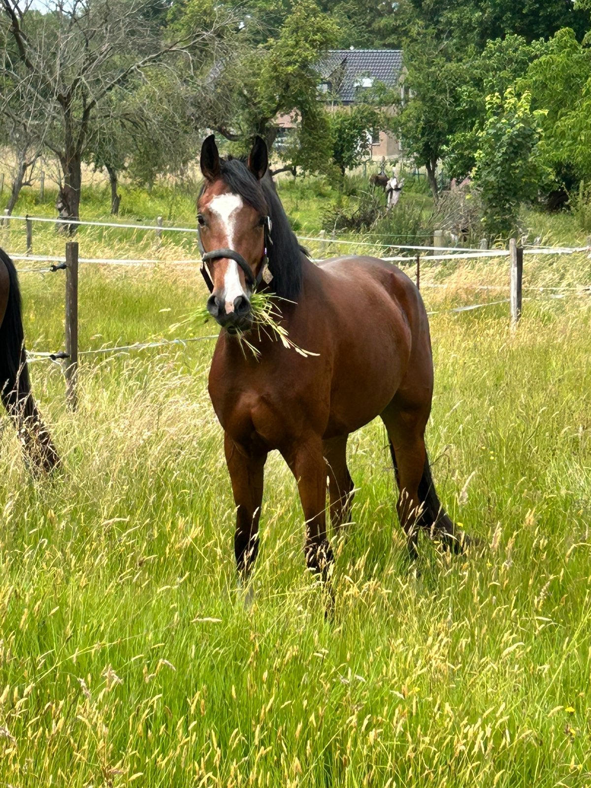 3 jarige dressuurmerrie, v: Benicio, Jument