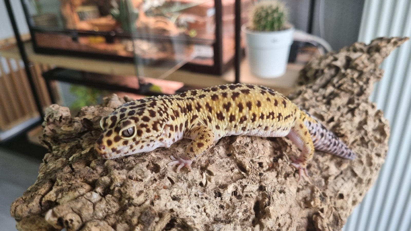 luipaardgekko man, Animaux & Accessoires, Reptiles & Amphibiens, Lézard, Domestique, 0 à 2 ans