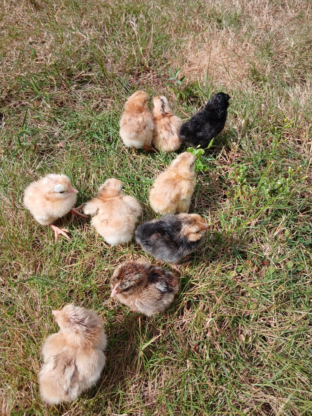 kuikens geboren op 10/08, Dieren en Toebehoren, Pluimvee, Geslacht onbekend, Kip