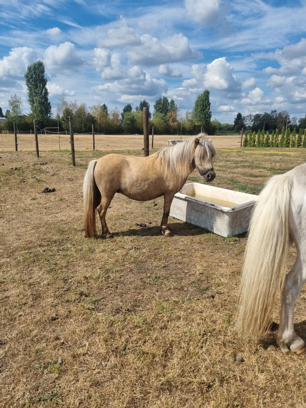 zeldzaam mooie Isabel merrie met veulen, Hengst, Gechipt