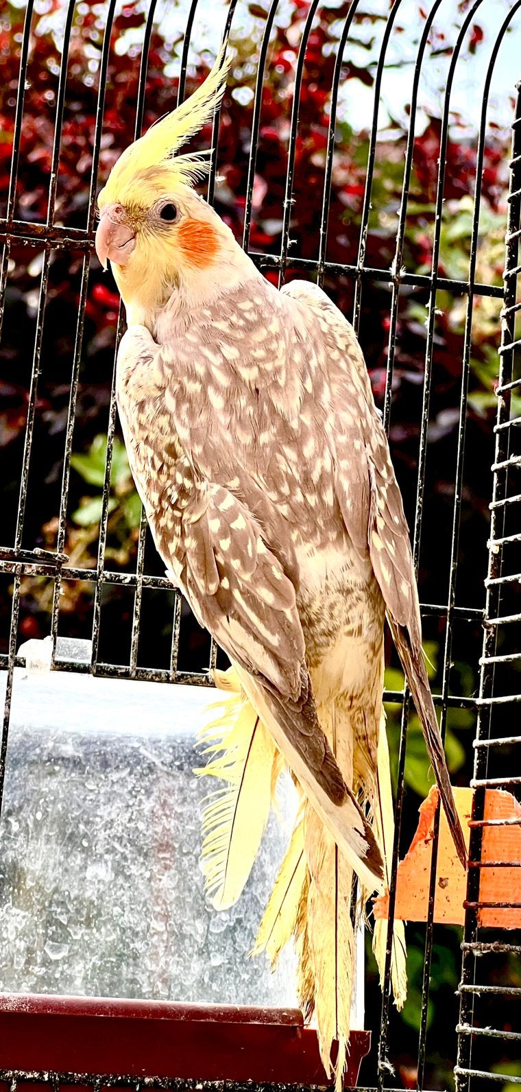 Valkparkiet gekleurd, Dieren en Toebehoren