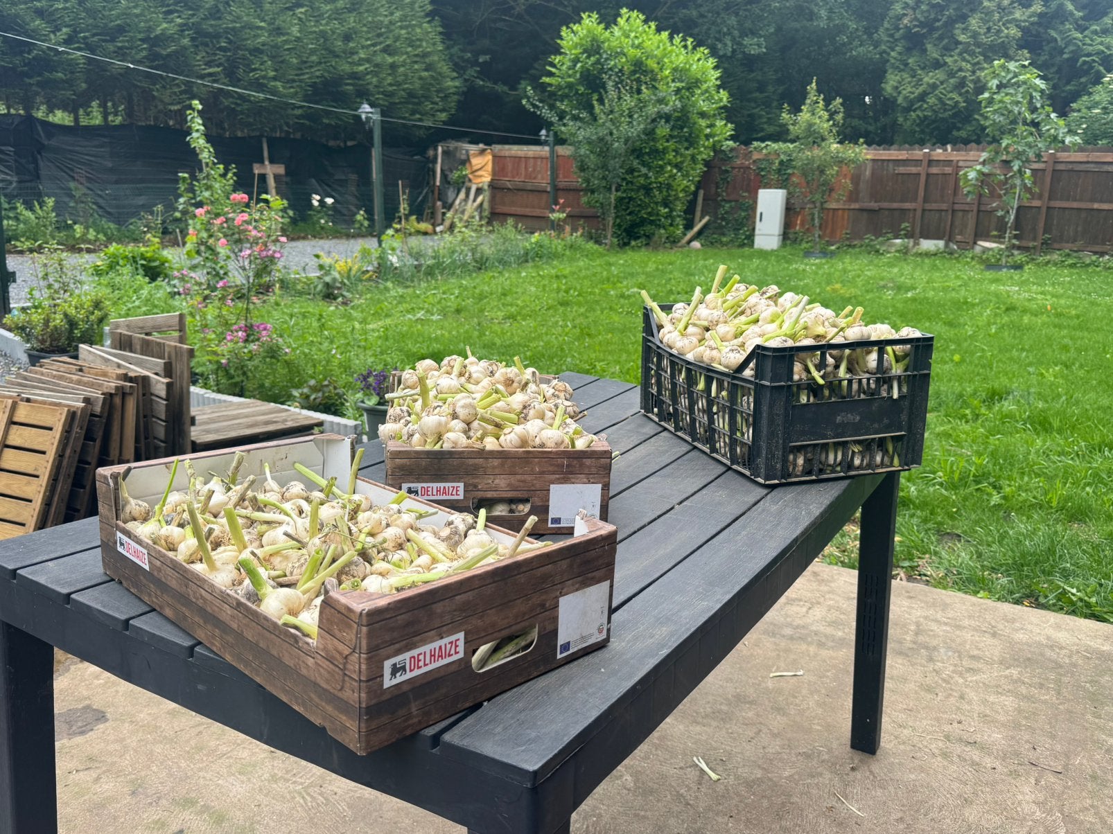 Knoflook te koop vers tot 30kg, Zakelijke goederen, Landbouw | Aardappelen, Groenten, Fruit en Vlees, Ophalen of Verzenden