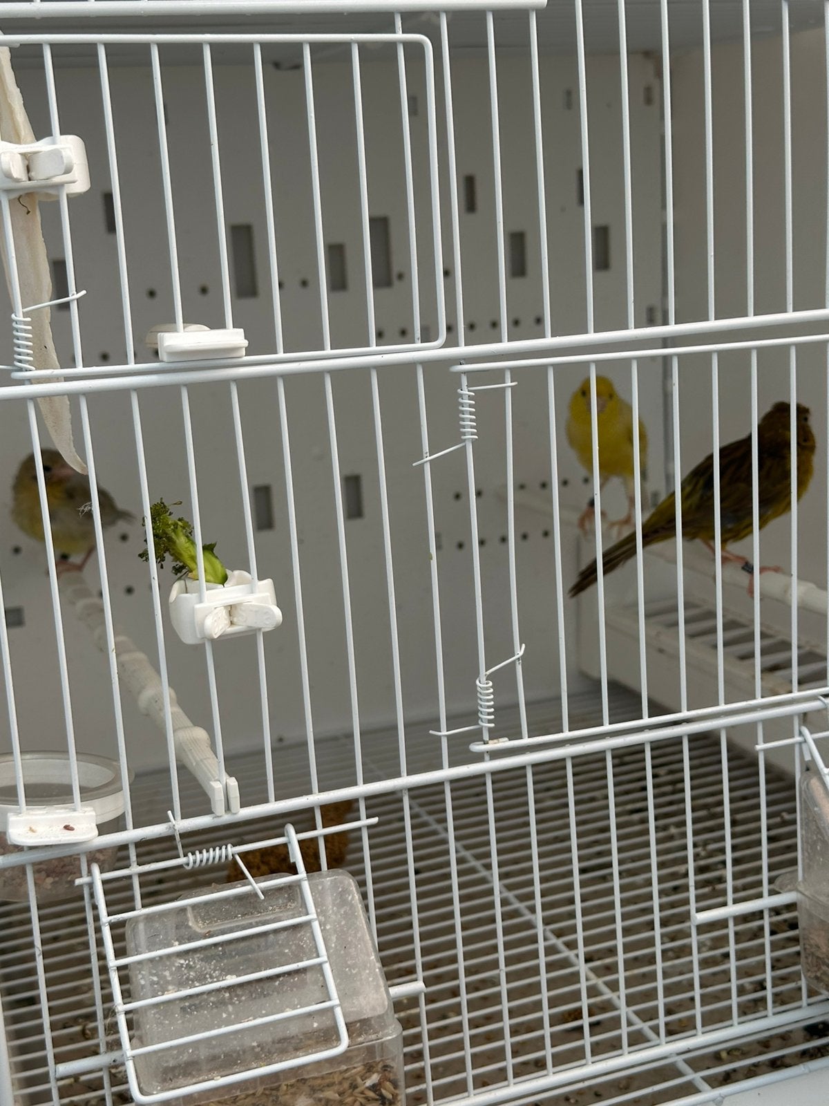 Jasper kanarieparen, Dieren en Toebehoren, Vogels | Kanaries, Kleurkanarie, Meerdere dieren