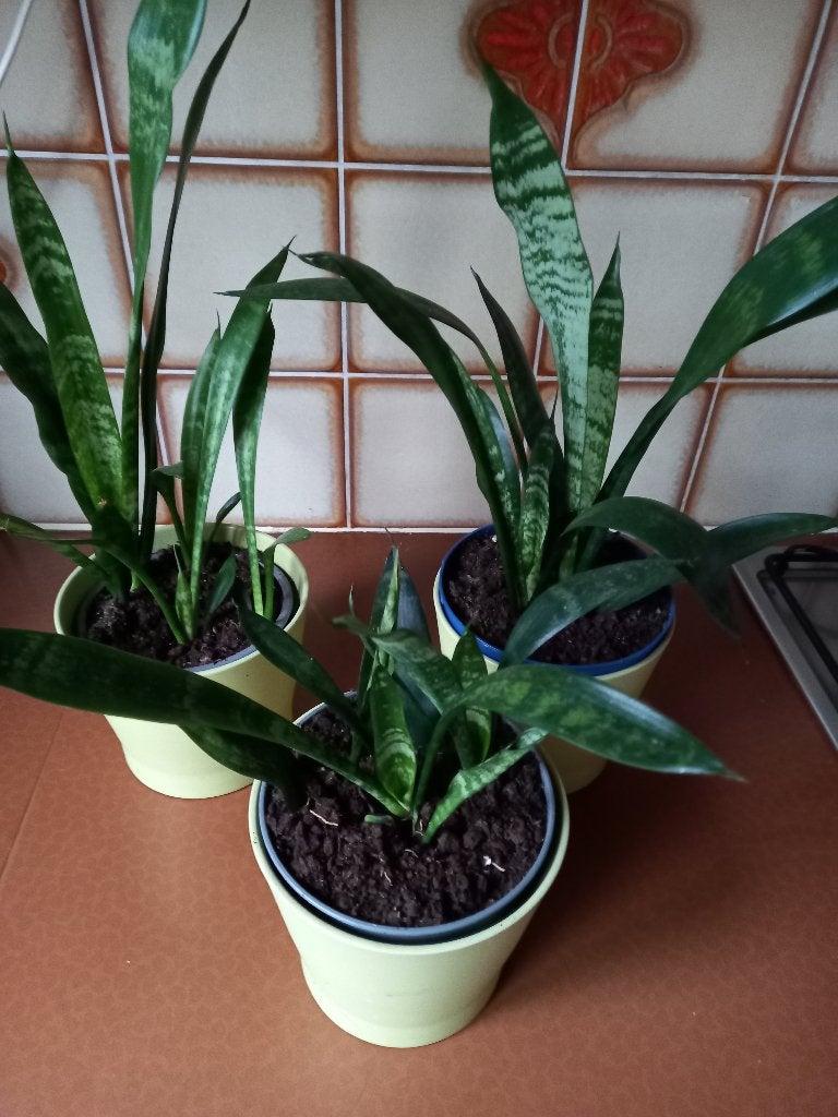 SANSEVERIA, Enlèvement