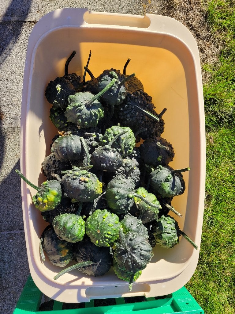 Sierfruit, Tuin en Terras, Ophalen