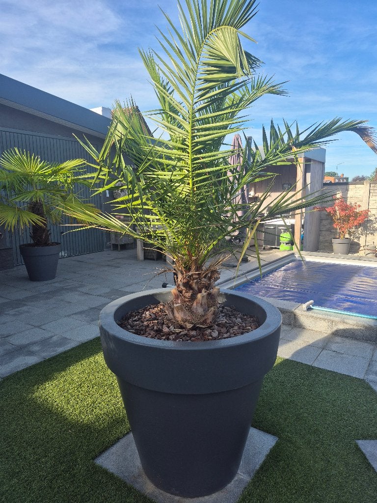 Canarische dadelpalm+ pot Elho, Tuin en Terras, Ophalen
