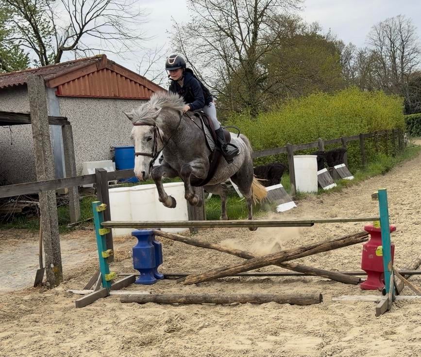 D-pony merrie te koop, Dieren en Toebehoren, Zadelmak