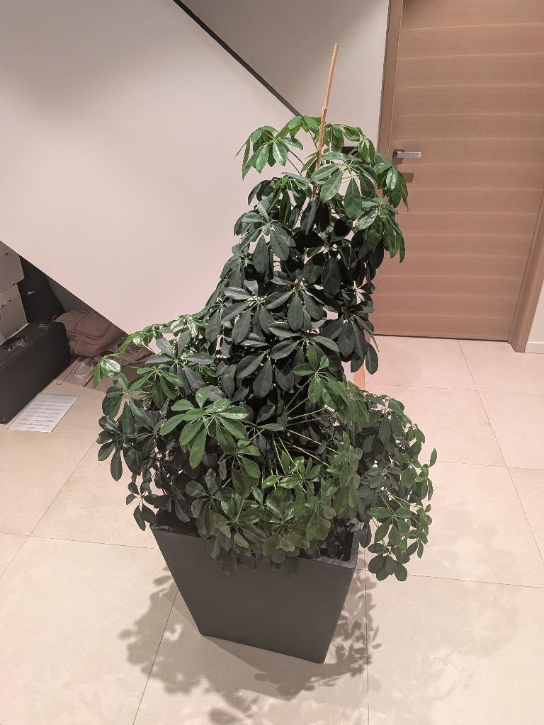 Grote kamerplant vingerplant 110cm en kleintje excl. Pot, Ophalen, 100 tot 150 cm, Overige soorten, Halfschaduw