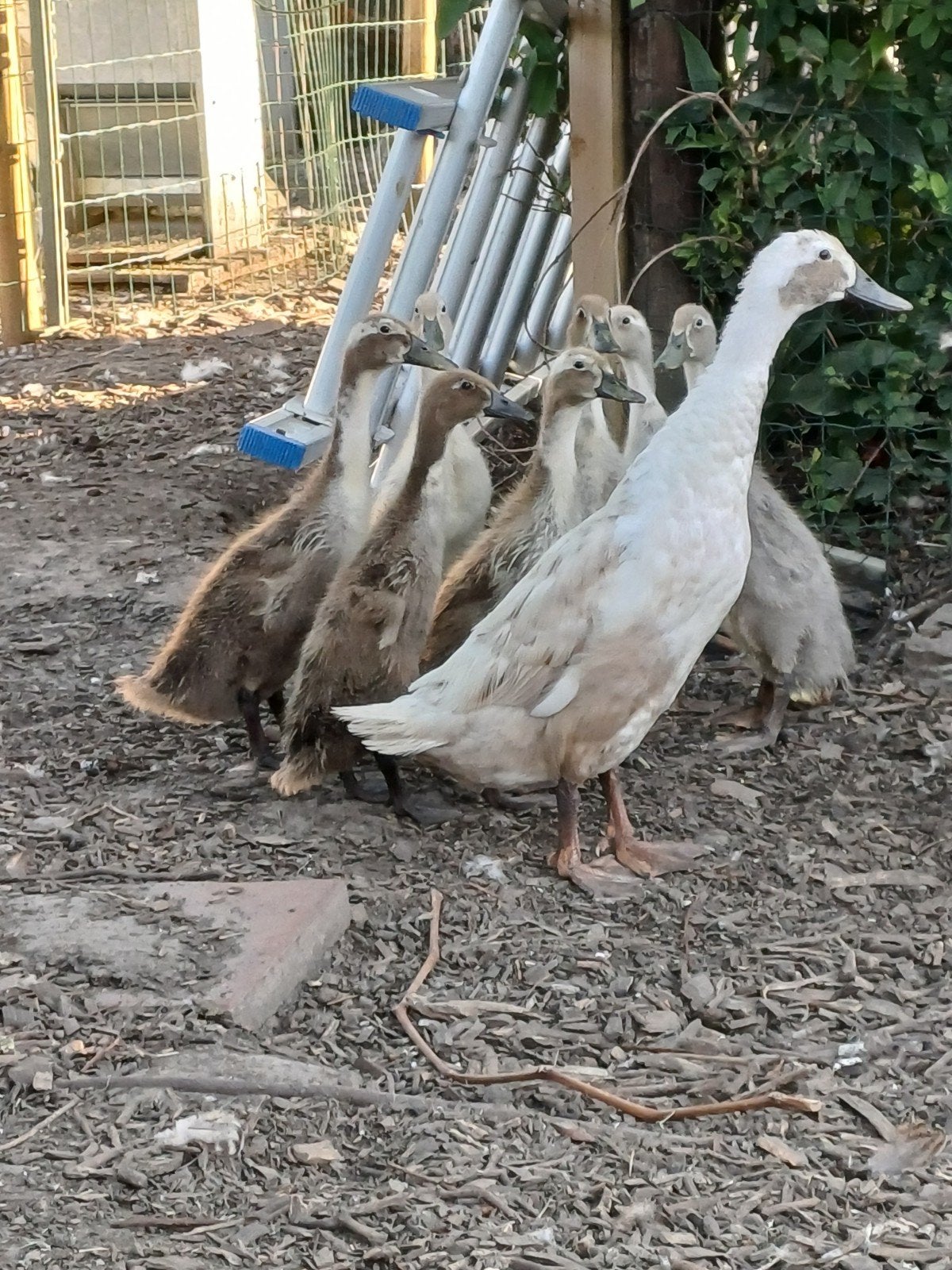 7 loopeenden, Dieren en Toebehoren, Pluimvee