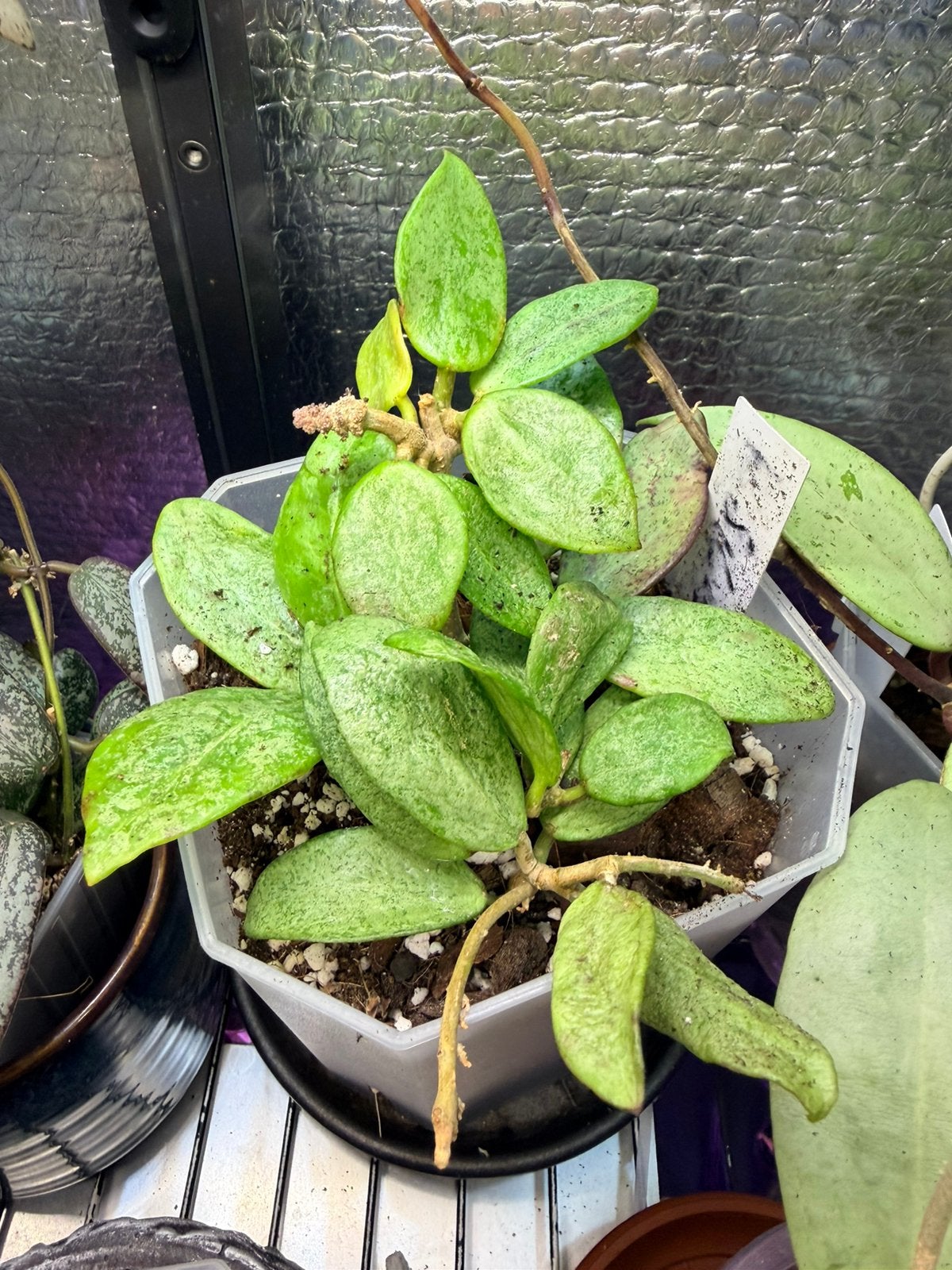 Hoya silver lady, Ophalen of Verzenden