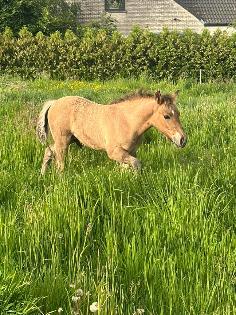 Kruising quarter veulen, Dieren en Toebehoren, Paarden, Gechipt