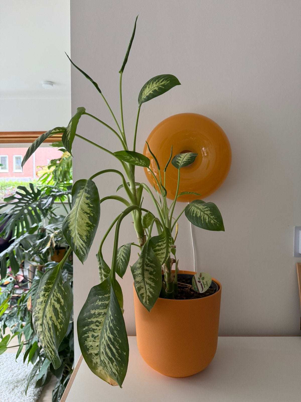 Grote Dieffenbachia - 90cm hoog, Autres espèces, Moins de 100 cm, Enlèvement, Plante verte