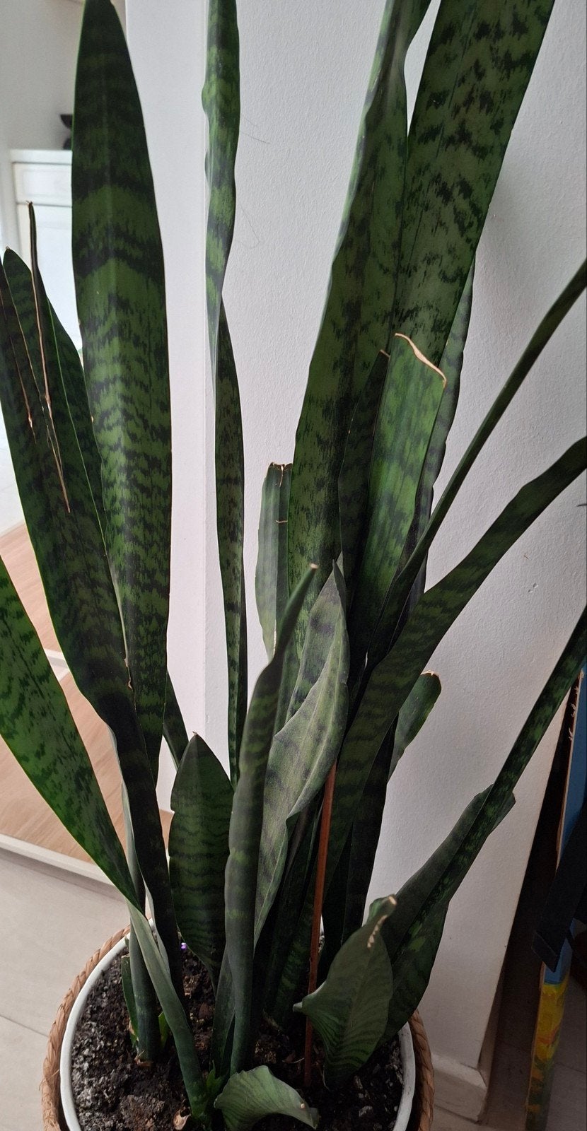 Kamerplant, En pot, Moins de 100 cm, Enlèvement, Plante verte