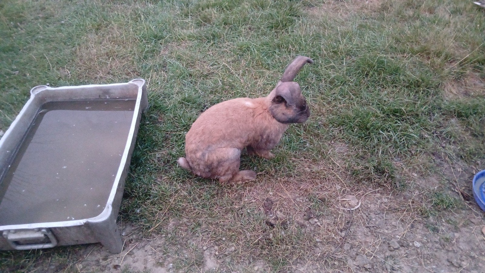 tam konijn, Dieren en Toebehoren, Schapen, Geiten en Varkens, Mannelijk