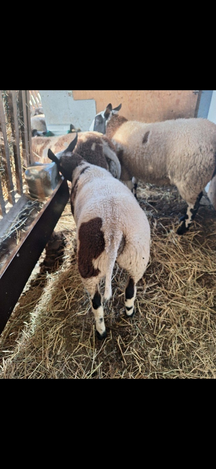 Baggerbondt-lammetjes van 3 maanden oud., Mannelijk, Schaap, 0 tot 2 jaar