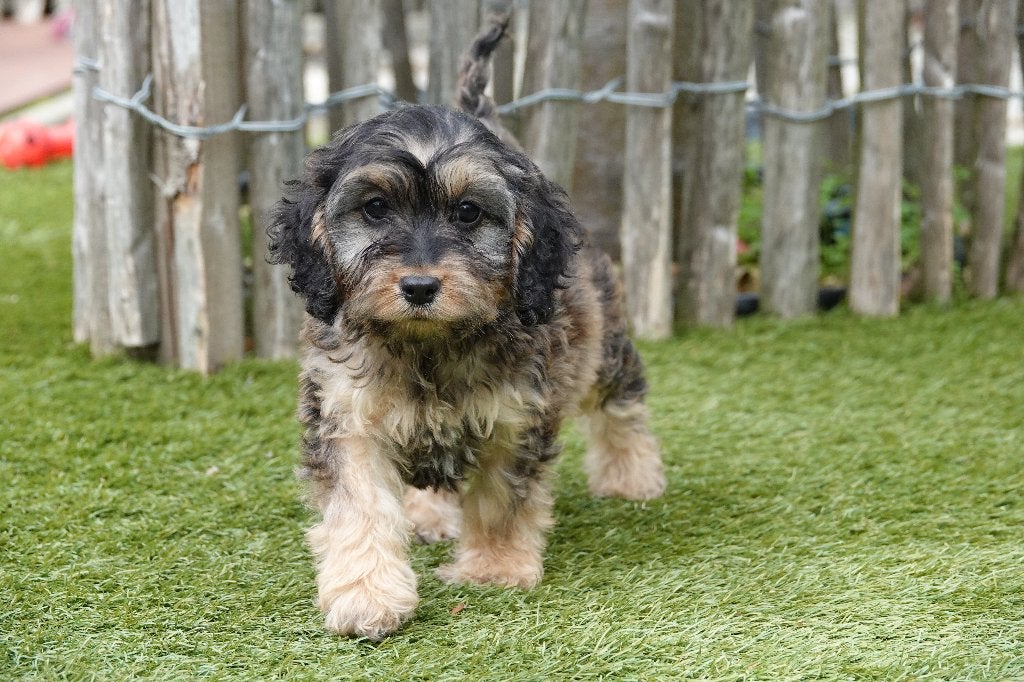 Prachtige Sable Cockapoo pups, België, CDV (hondenziekte), 8 tot 15 weken, Meerdere