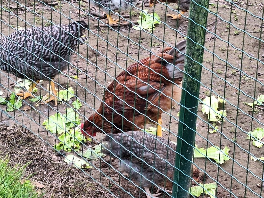 Poulets à vendre Bielefelder mix et Bielefelder pure, Plusieurs animaux, Poule ou poulet