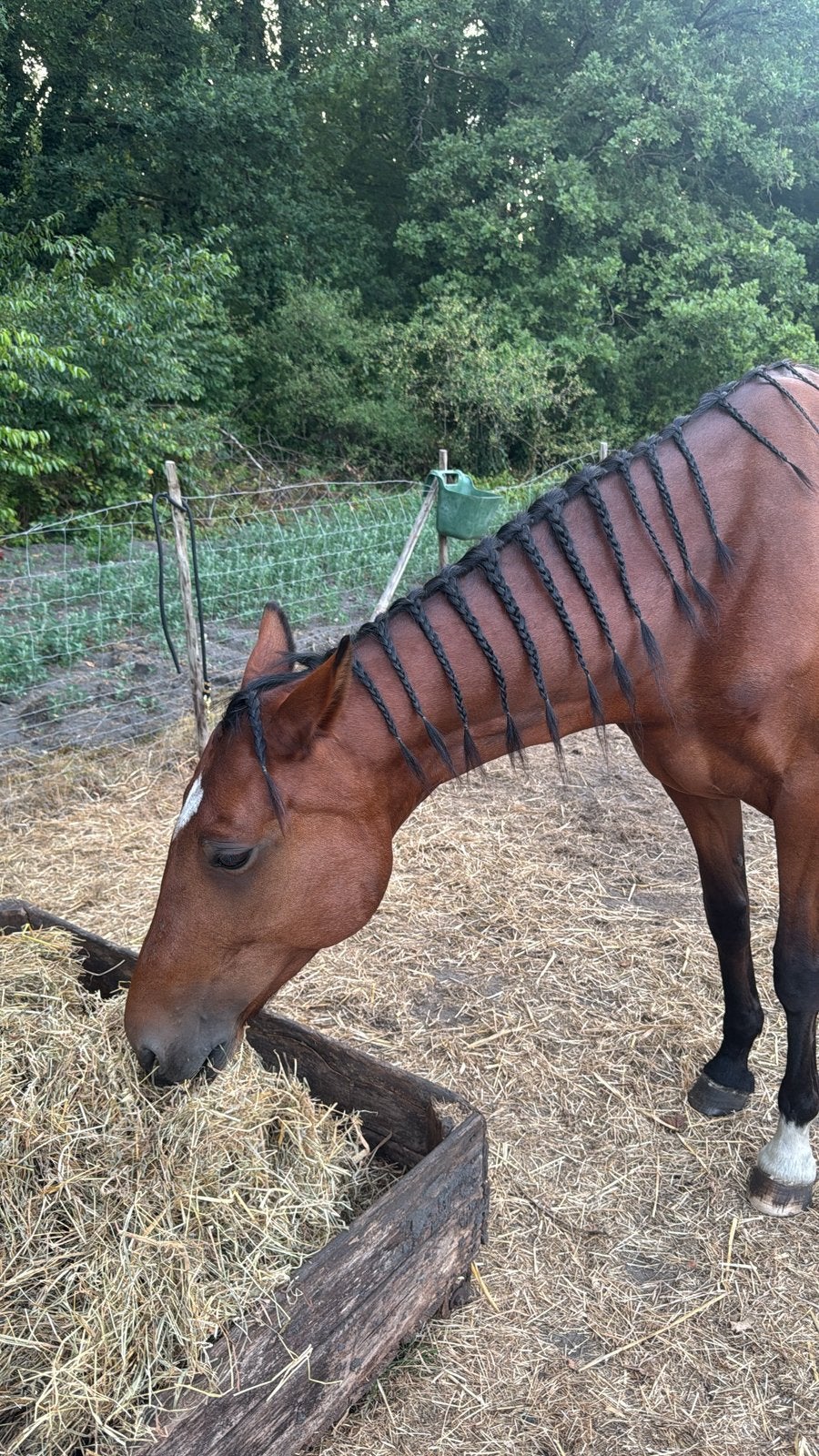 Paarden, Dieren en Toebehoren, Paarden, Merrie, M