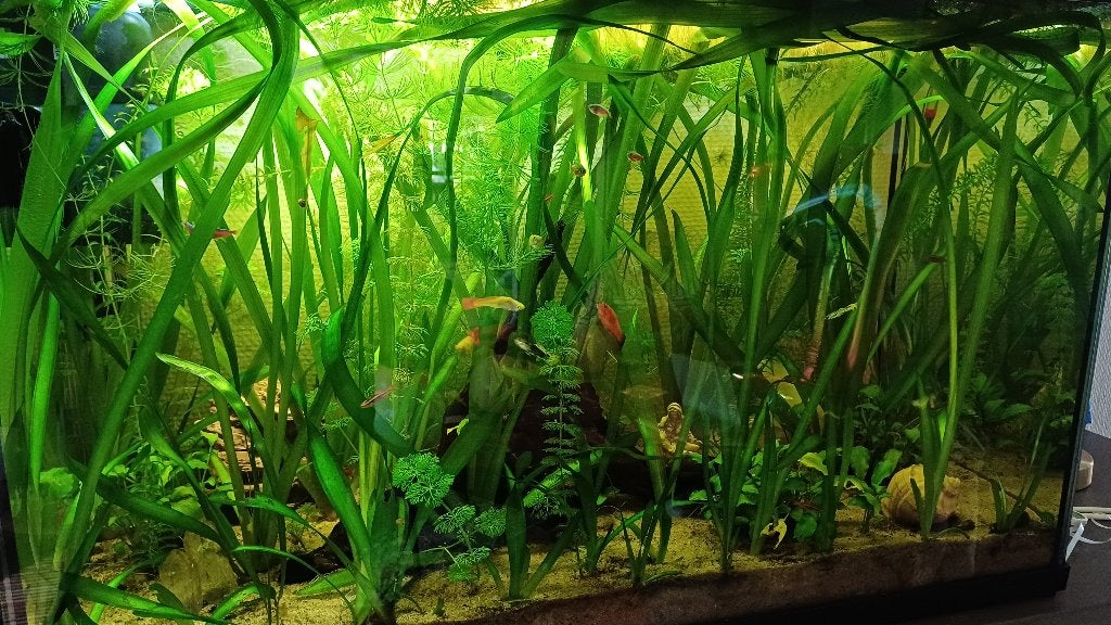 Aquarium, Enlèvement, Comme neuf