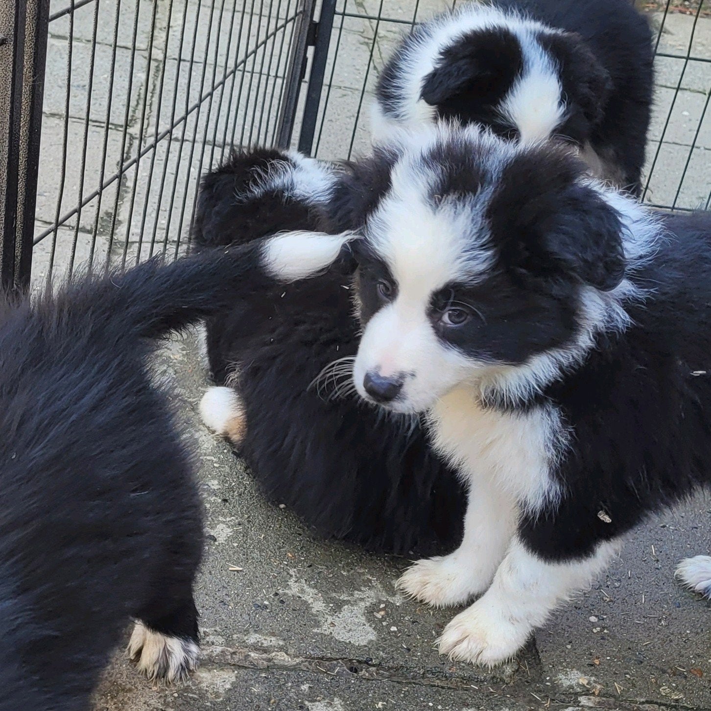 Border Collie pups huiselijke kring opgroeiend met poezen., 8 à 15 semaines, Colley, Plusieurs, Éleveur | Loisir