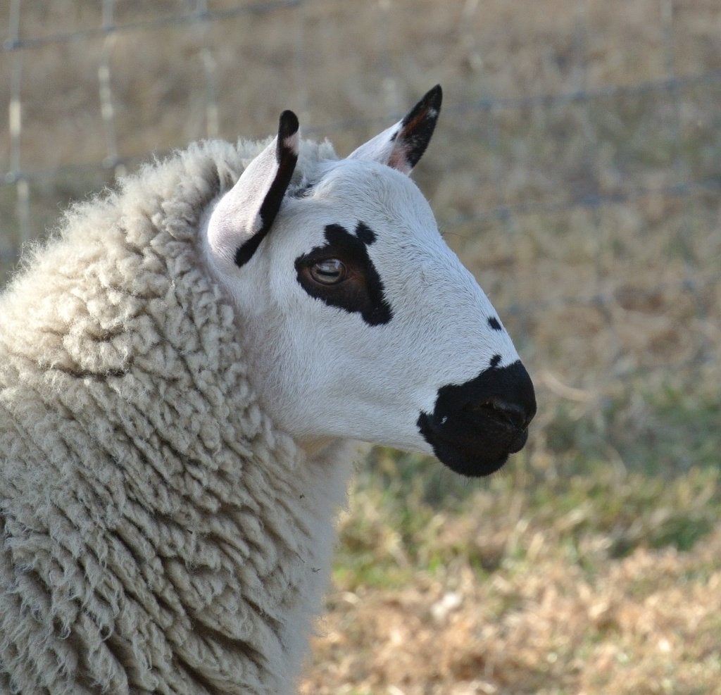 Kerry Hill ramlam, Mannelijk, Schaap, 0 tot 2 jaar