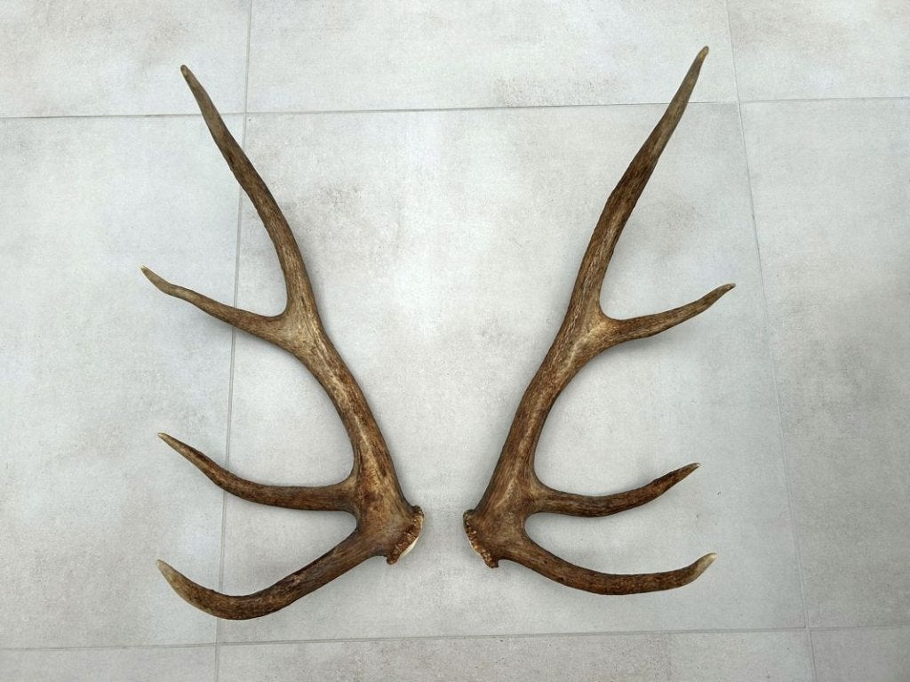 Decoratieve geweien, los koppel hert, edelhert, Verzamelen, Dierenverzamelingen, Ophalen of Verzenden, Gebruikt, Hert, Gewei of Kop