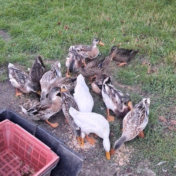 canards