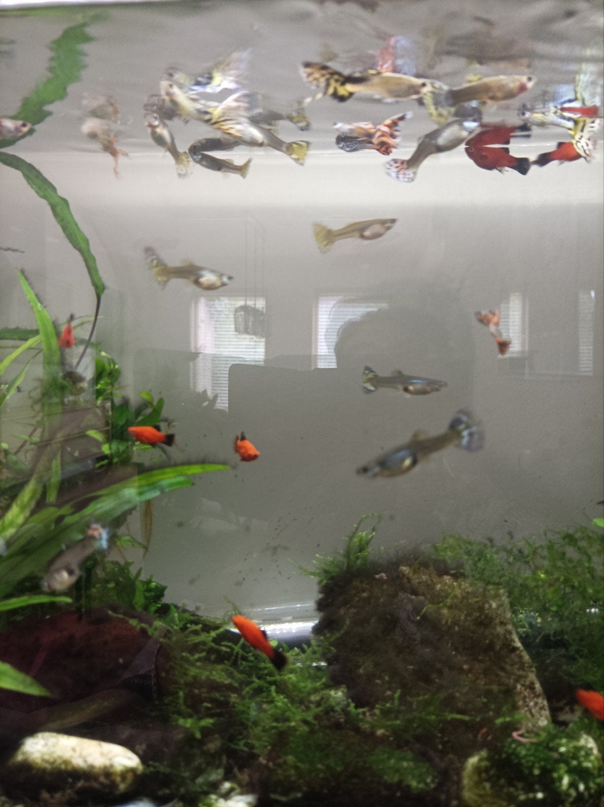 Guppy's te koop