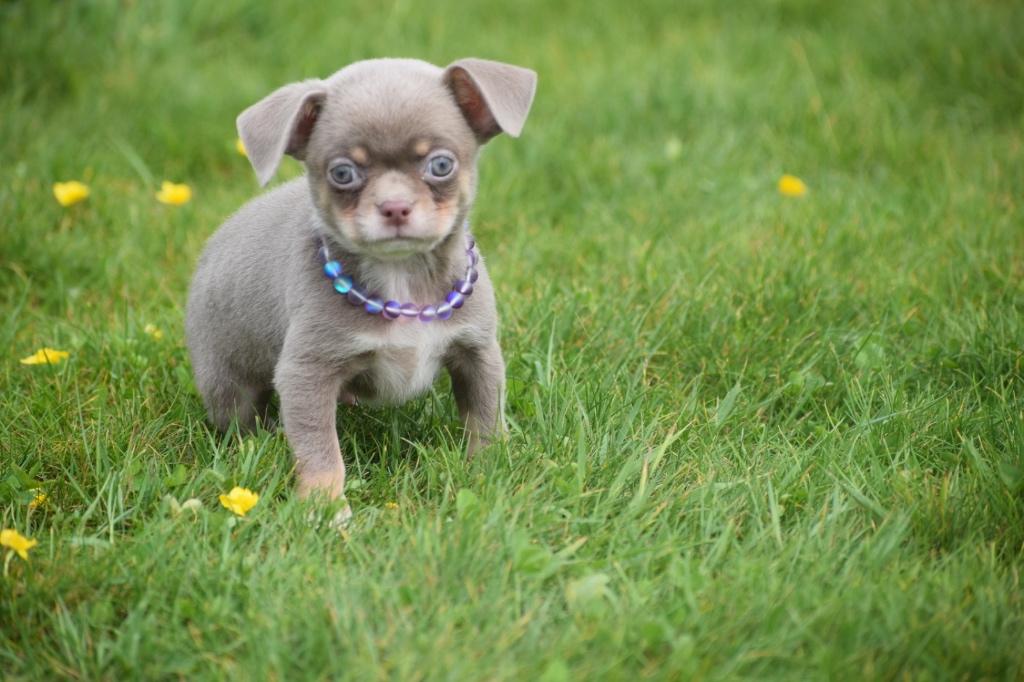 Chiots Chihuahua : un bon choix, 15 semaines à 1 an, Étranger, Hépatite contagieuse (maladie de Rubarth), Éleveur | Professionnel