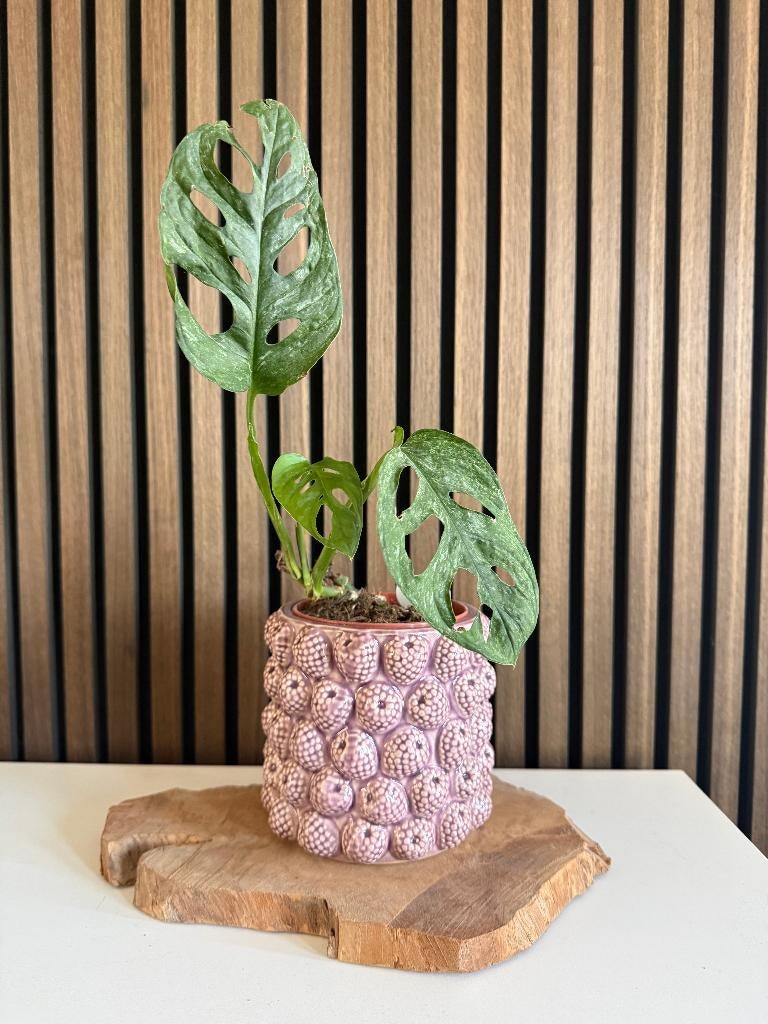 Monstera Adansonii Mint, Overige soorten, Minder dan 100 cm, Groene kamerplant, Halfschaduw