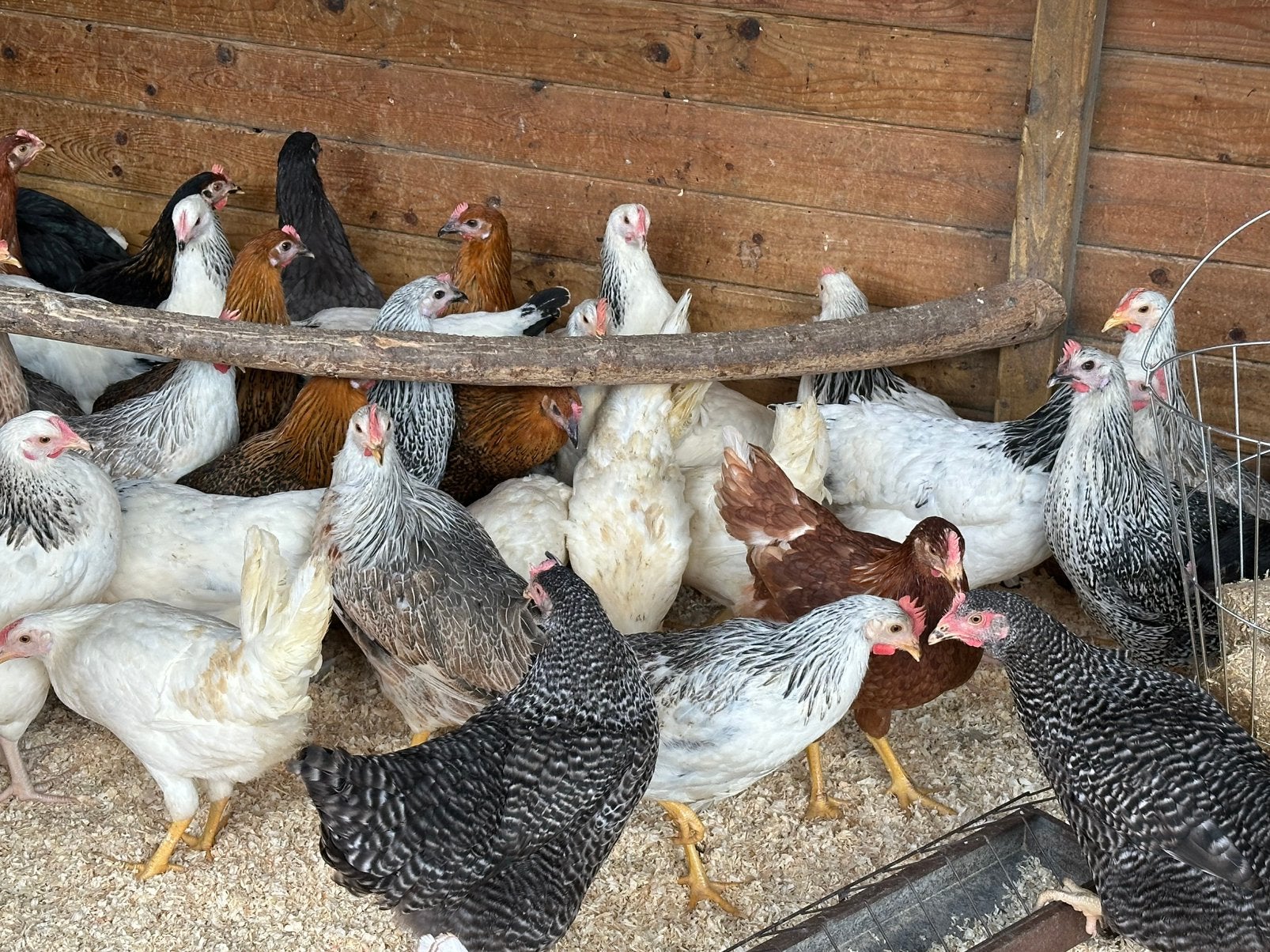 Sussex bleu de landes harco koekoek leghorn isa brown, Dieren en Toebehoren