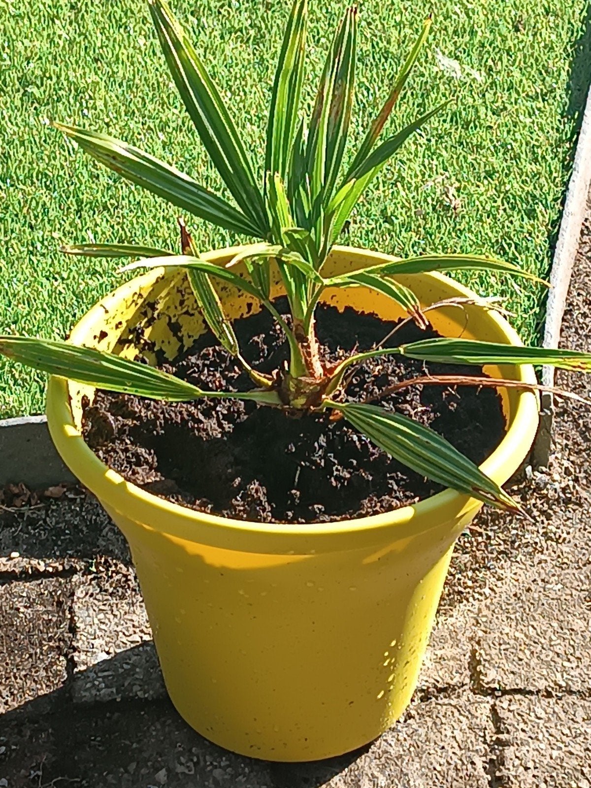 palmbomen trachycarpus Chelsea furtune, Tuin en Terras, Planten | Bomen, Ophalen