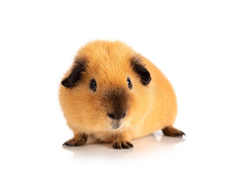 GEZOCHT buff cali choco gladhaar zeugje, Dieren en Toebehoren, Knaagdieren, Cavia, Vrouwelijk, Januari, Tam