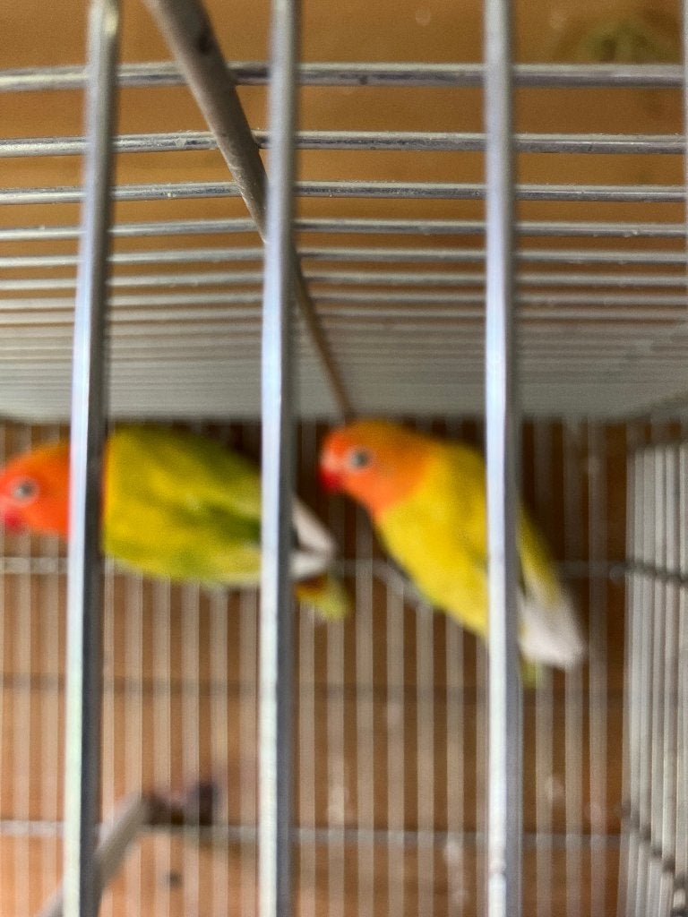 vogels agaporniden, Meerdere dieren, Dwergpapegaai of Agapornis, Geringd