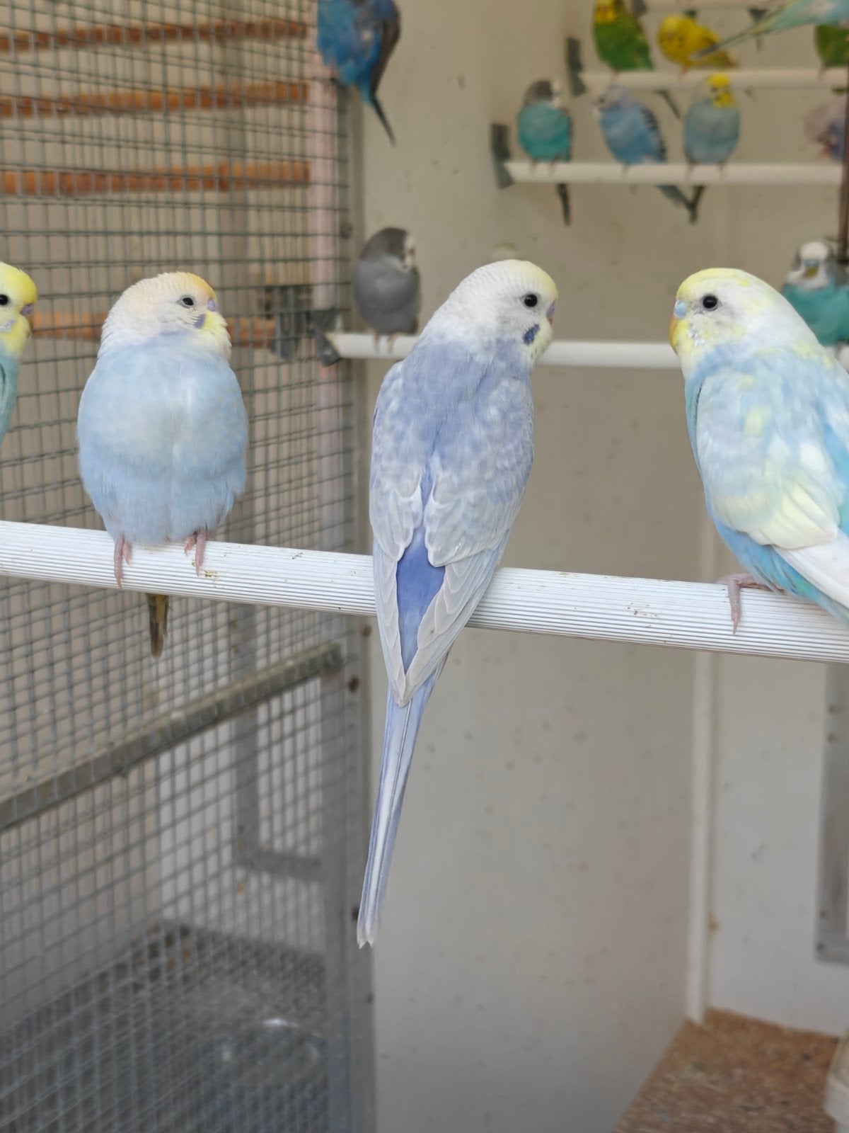 regenboog grasparkieten, Meerdere dieren, Parkiet
