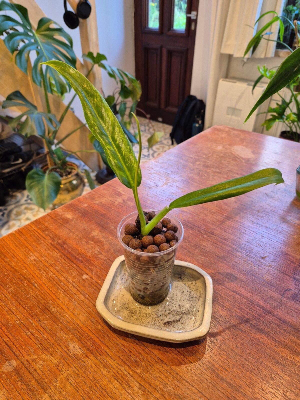 Philodendron elegans, Ophalen of Verzenden