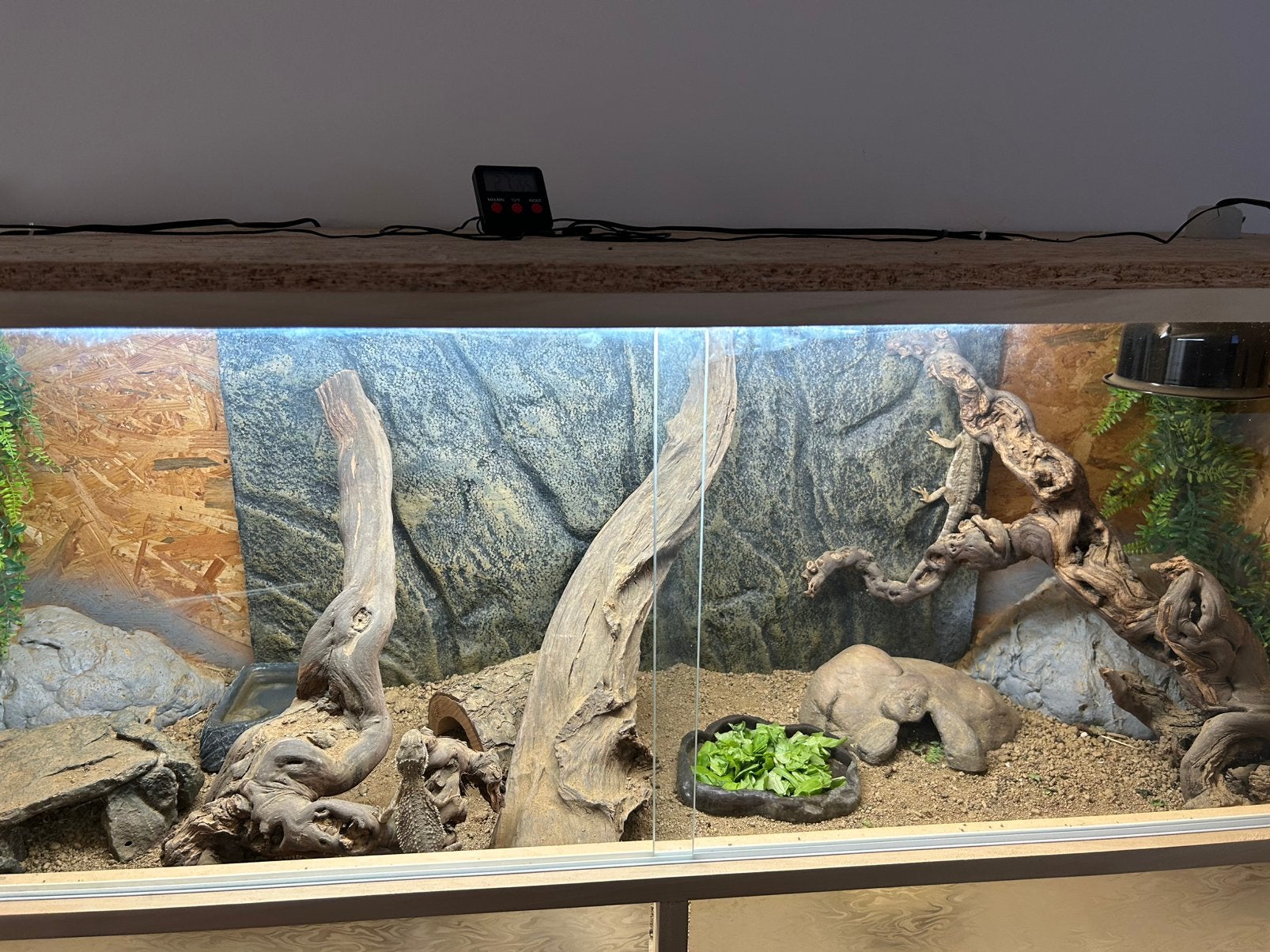 Pogona nain, Enlèvement, Comme neuf