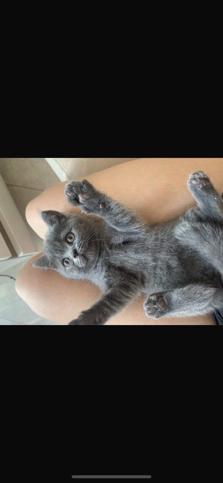 Britse kortharigen kittens, Dieren en Toebehoren, Katten en Kittens | Raskatten | Korthaar, Meerdere dieren, Gechipt, 0 tot 2 jaar