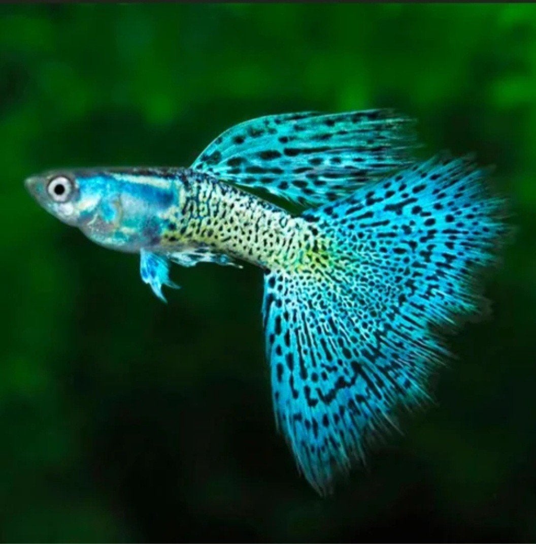 raszuivere Guppies, Vis, Zoetwatervis