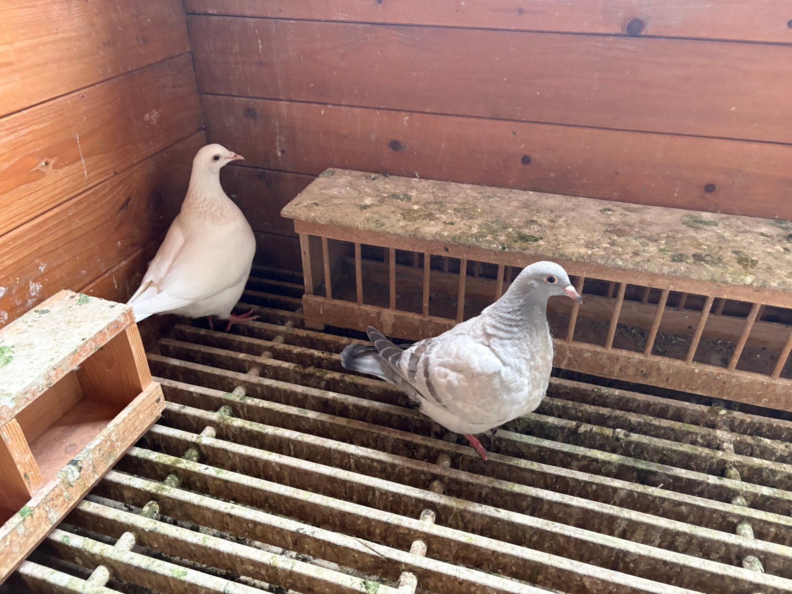 Jonge texaan duiven, Dieren en Toebehoren, Vogels | Duiven