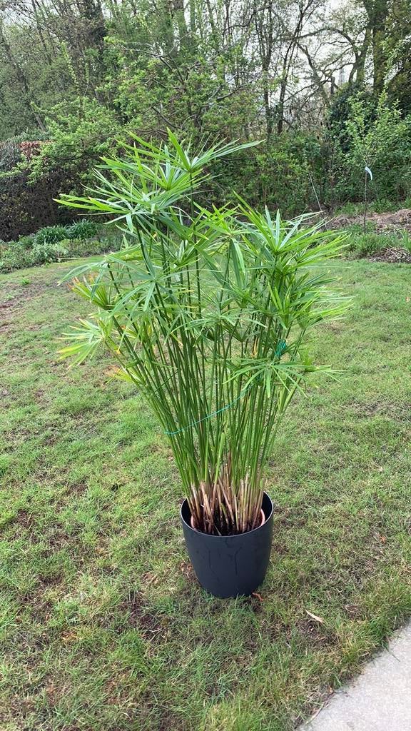 Prachtige papyrusplant, Tuin en Terras, Planten | Tuinplanten, Ophalen