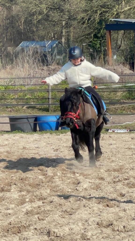 Klein paard, Animaux & Accessoires, Chevaux