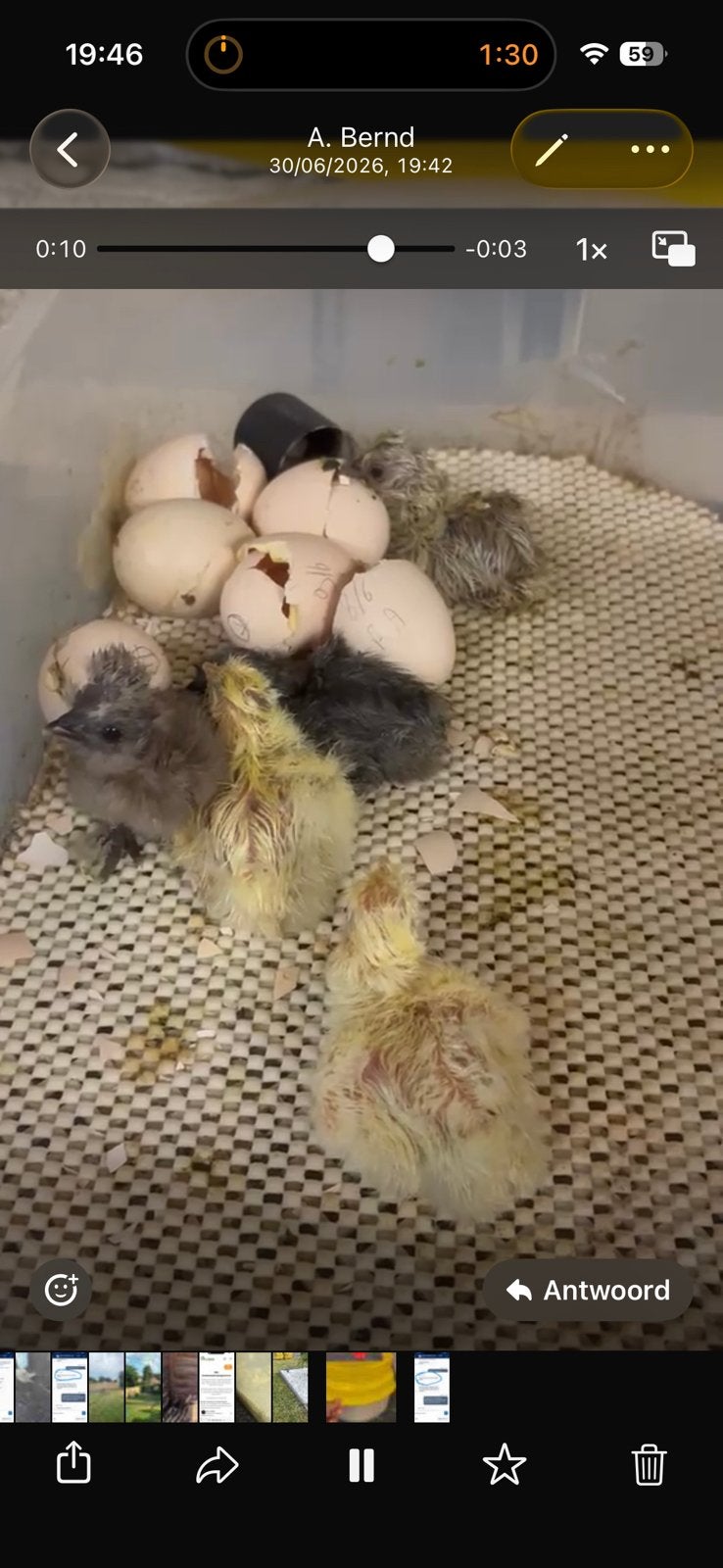 Eendagskuikens zijdehoen usa, Dieren en Toebehoren, Pluimvee, Geslacht onbekend, Kip