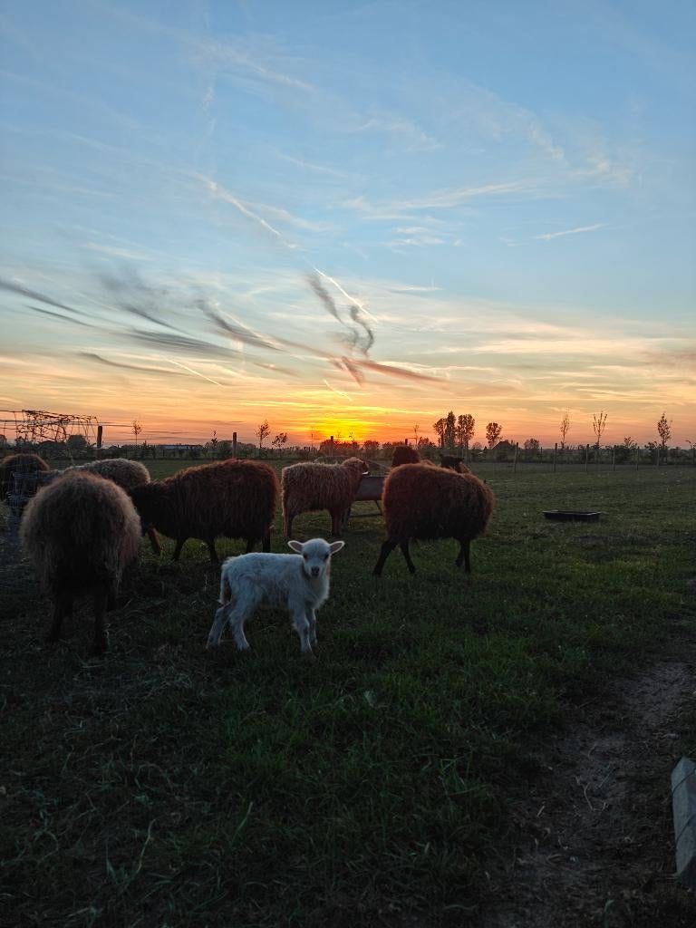 Ouessant lammetjes