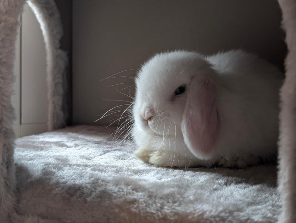 Lapin nain bélier : Mini Lop Blanc apprivoisé, Dieren en Toebehoren, December, Mannelijk, Overige typen